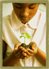 Success Begins At The Roots
